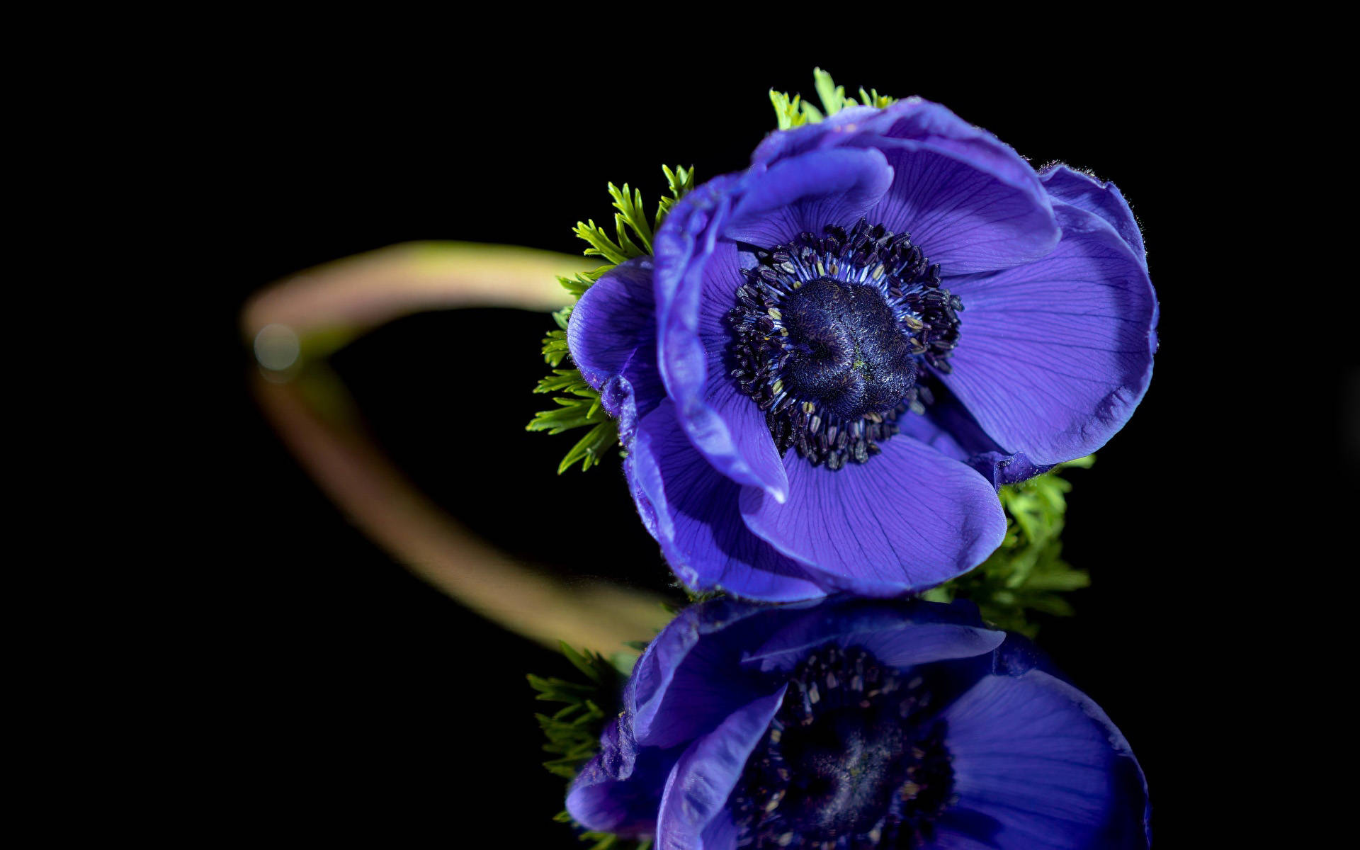 anemone flower, magenta, glossy black surface, Full HD Desktop Wallpaper