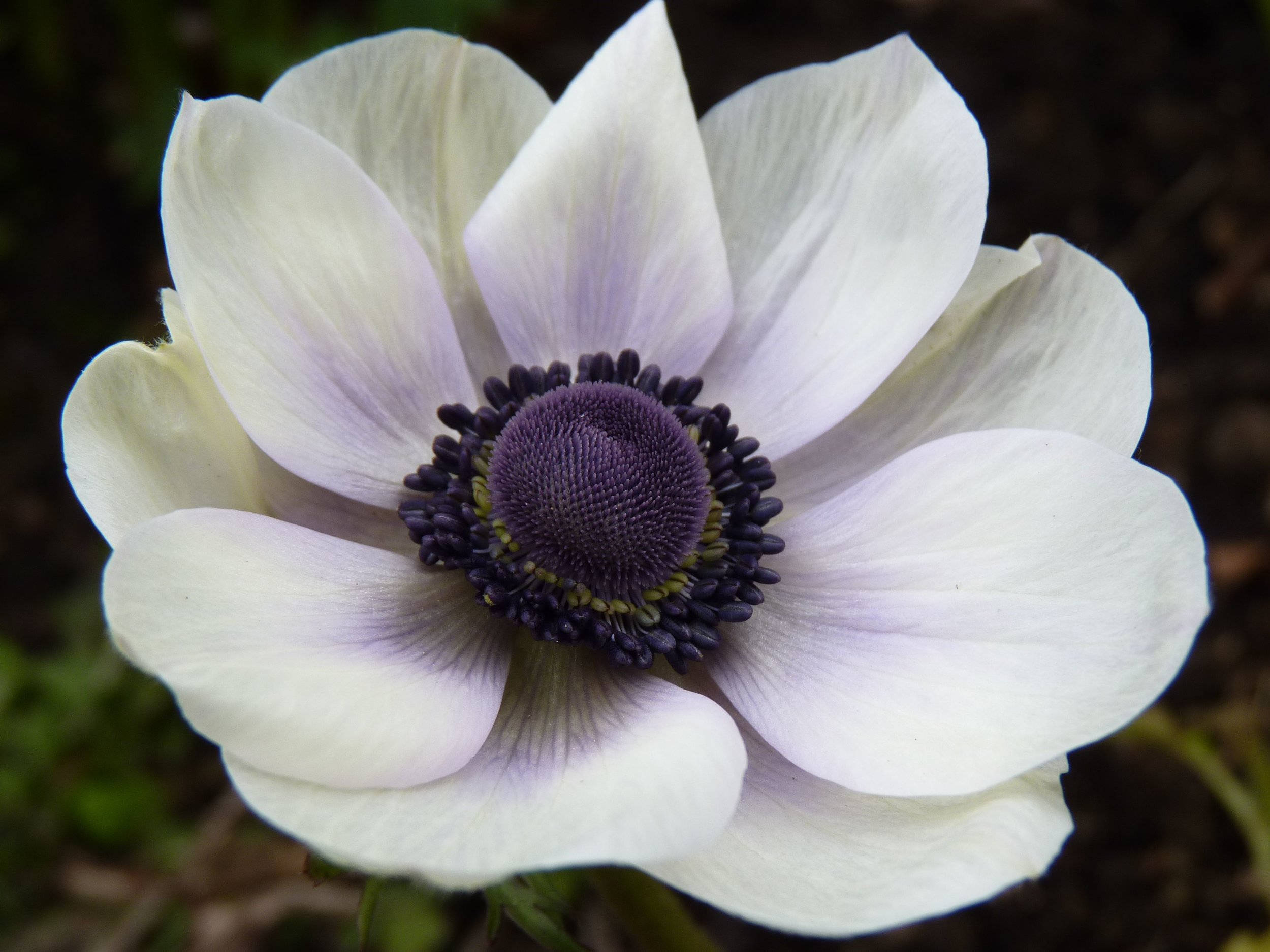 white anemone flower, deep purple center, soft natural light, Full HD Desktop Wallpaper