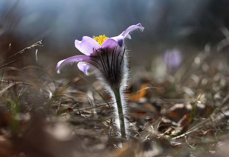 Anemone flower, purple pasque flower, feathery petals, SD Desktop Wallpaper