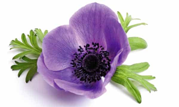 radiant anemone flowers, vibrant purple anemone flower, dark center, SD Desktop Wallpaper
