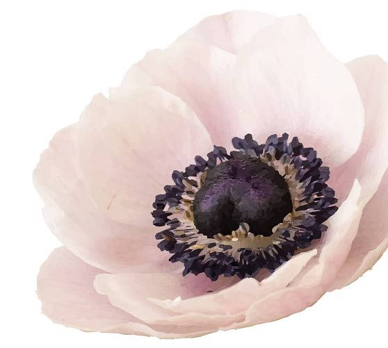 anemone flower, pale pink, dark purple center, SD Desktop Wallpaper