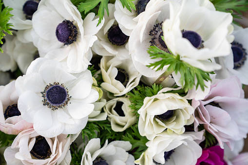 anemone flower, white, pale pink, SD Desktop Wallpaper