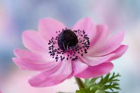 anemone flower, pink, dark center, SD Desktop Wallpaper