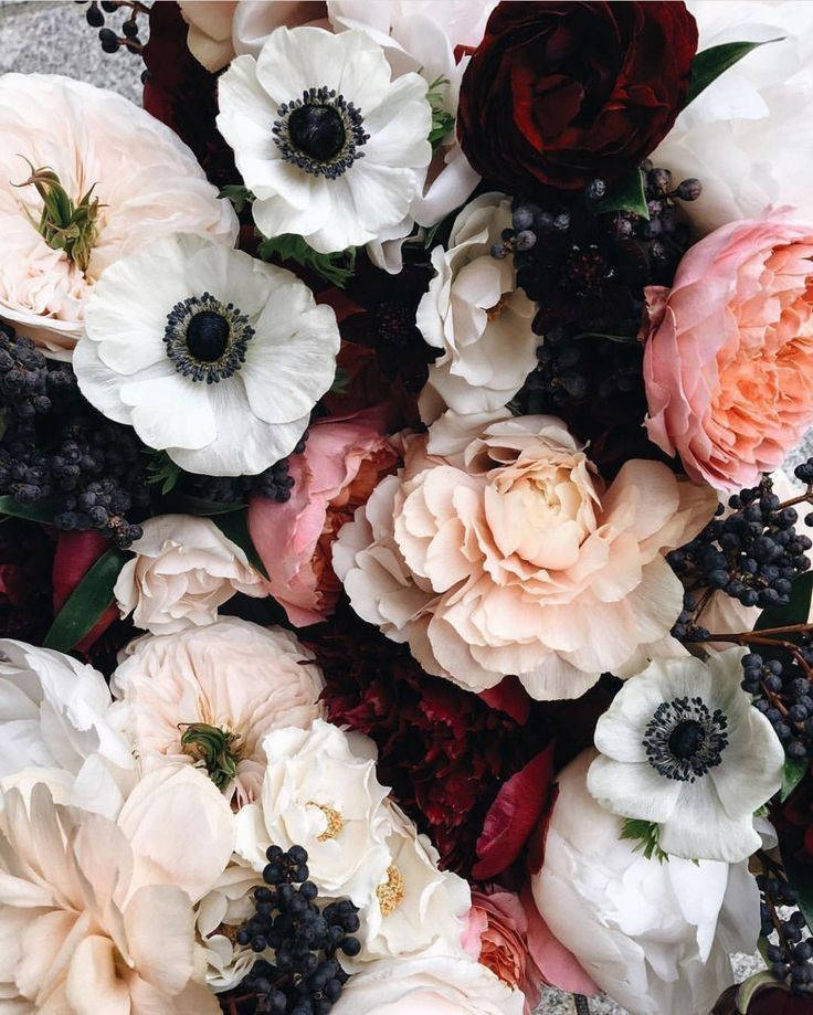 white anemones, peach peonies, deep burgundy blooms, SD Phone Wallpaper