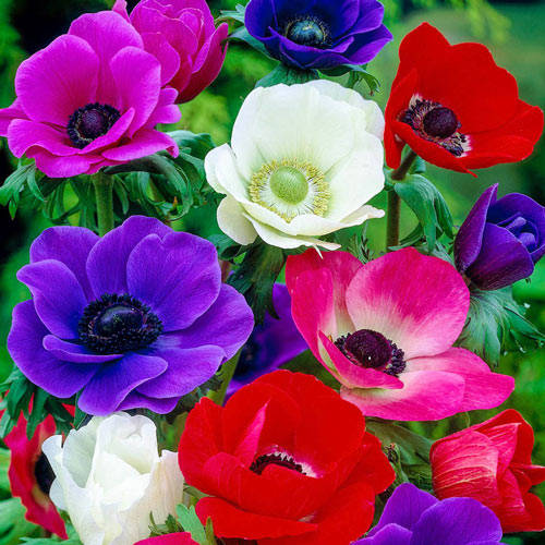 anemone flowers, red pink purple, white, SD Desktop Wallpaper