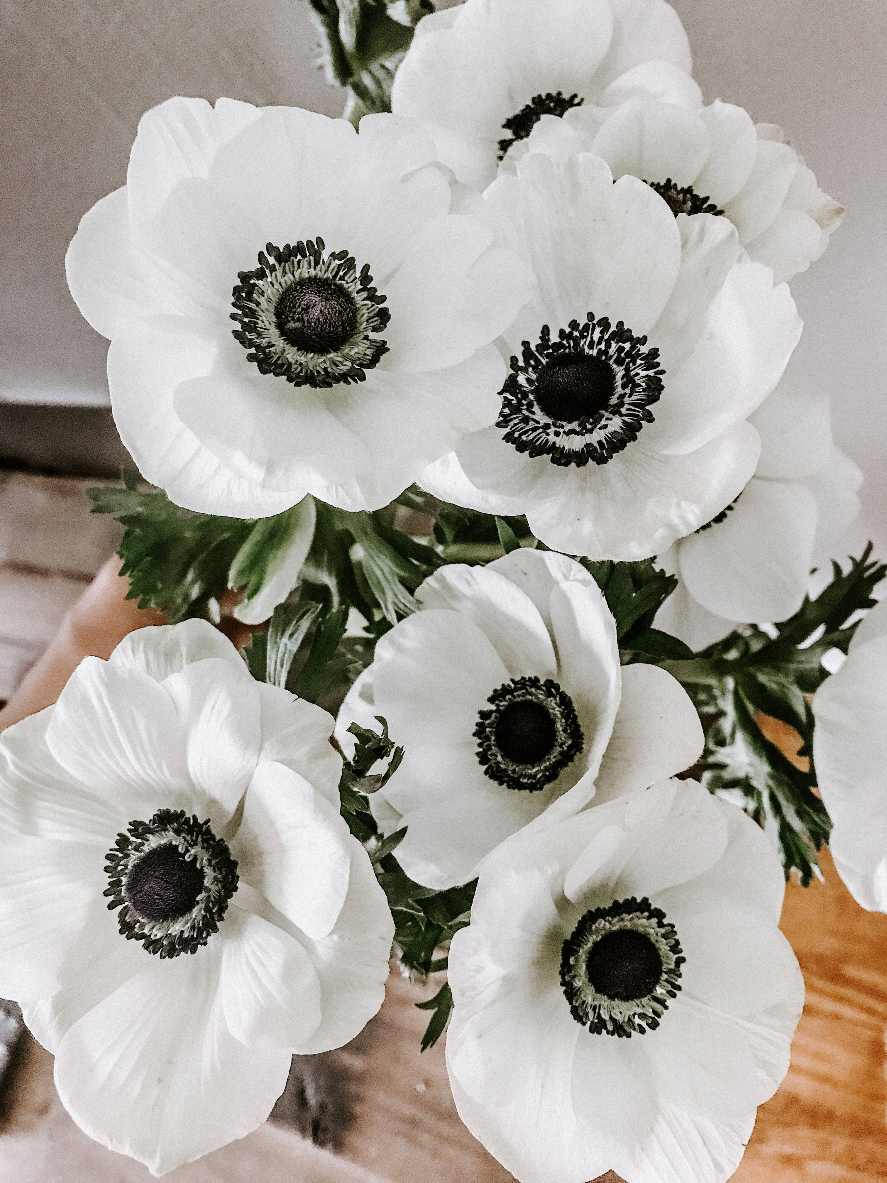 anemone blossom, pristine white anemones, dark centers, 4K Phone Wallpaper