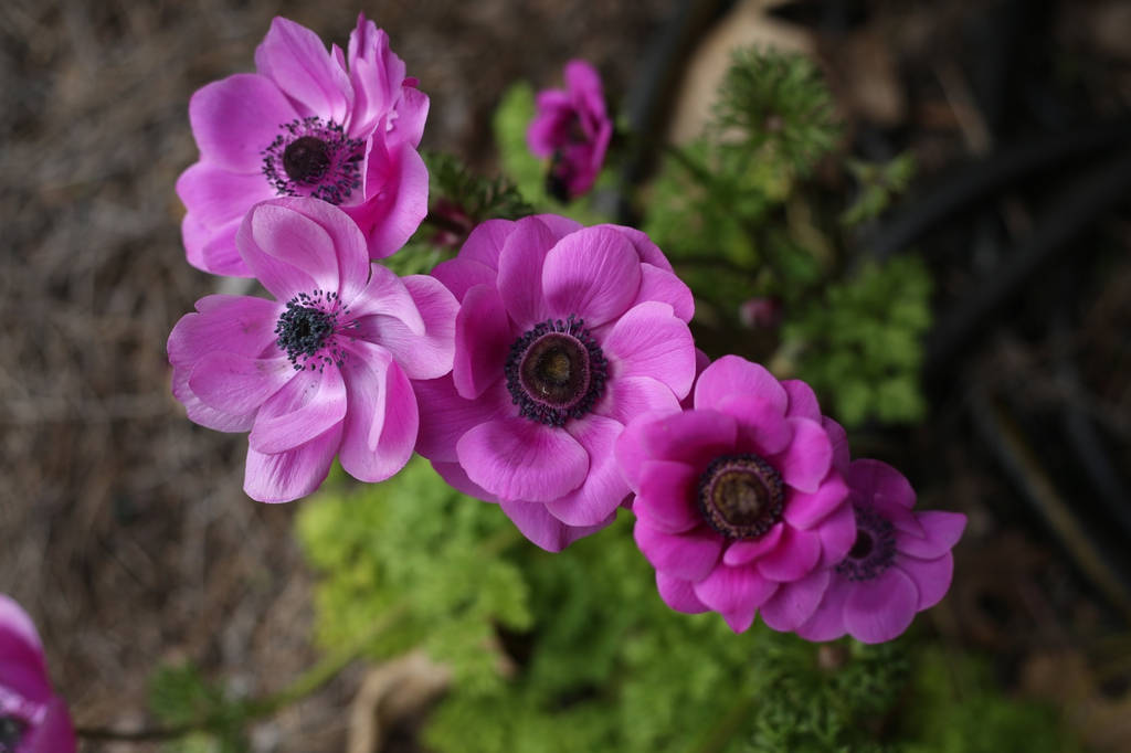 lavishing purple anemone flowers, purple anemone flowers, dark centers, SD Desktop Wallpaper