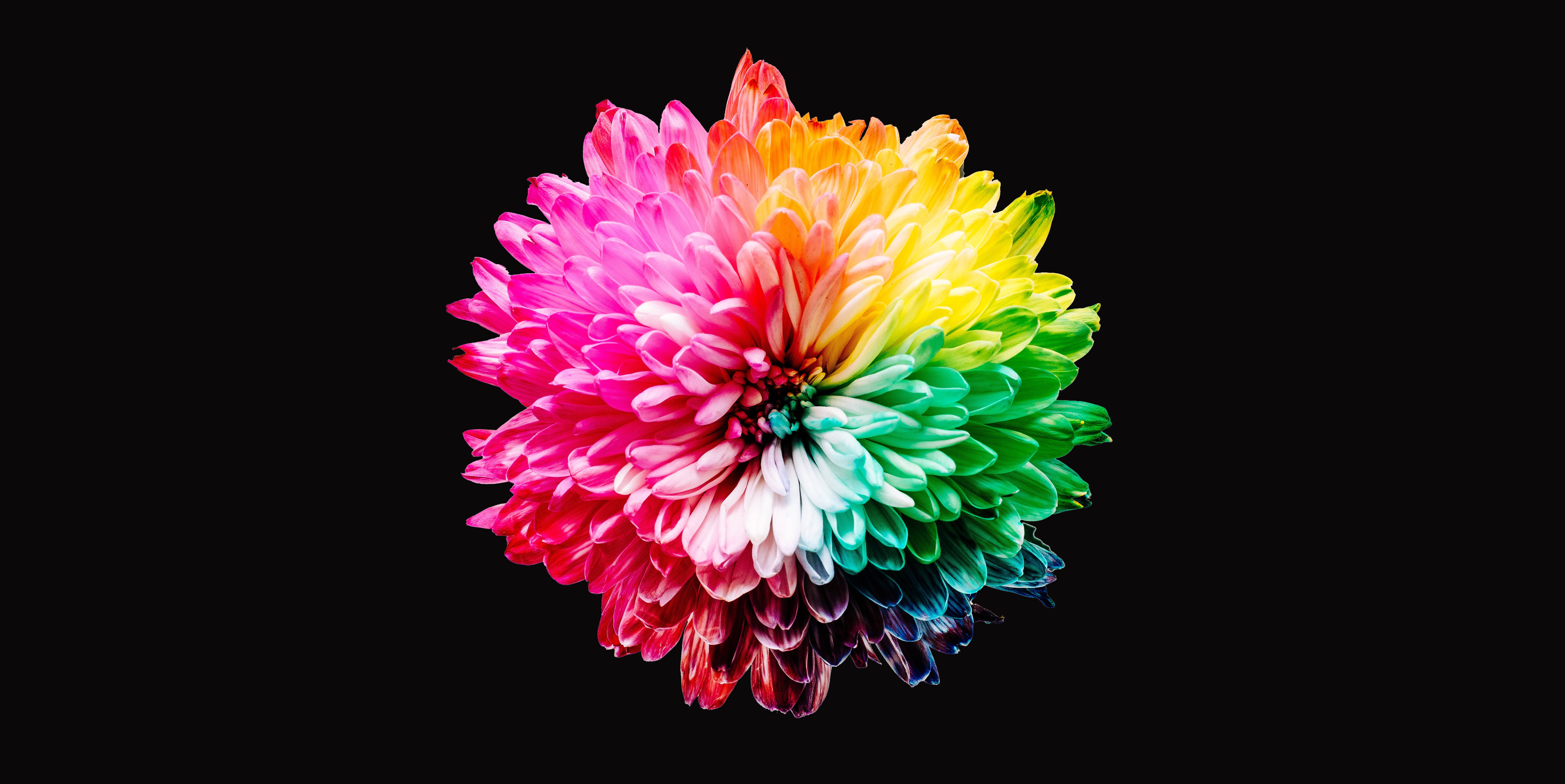 rainbow anemone dahlia, vibrant rainbow-colored chrysanthemum, stark black background, 5K Desktop Wallpaper