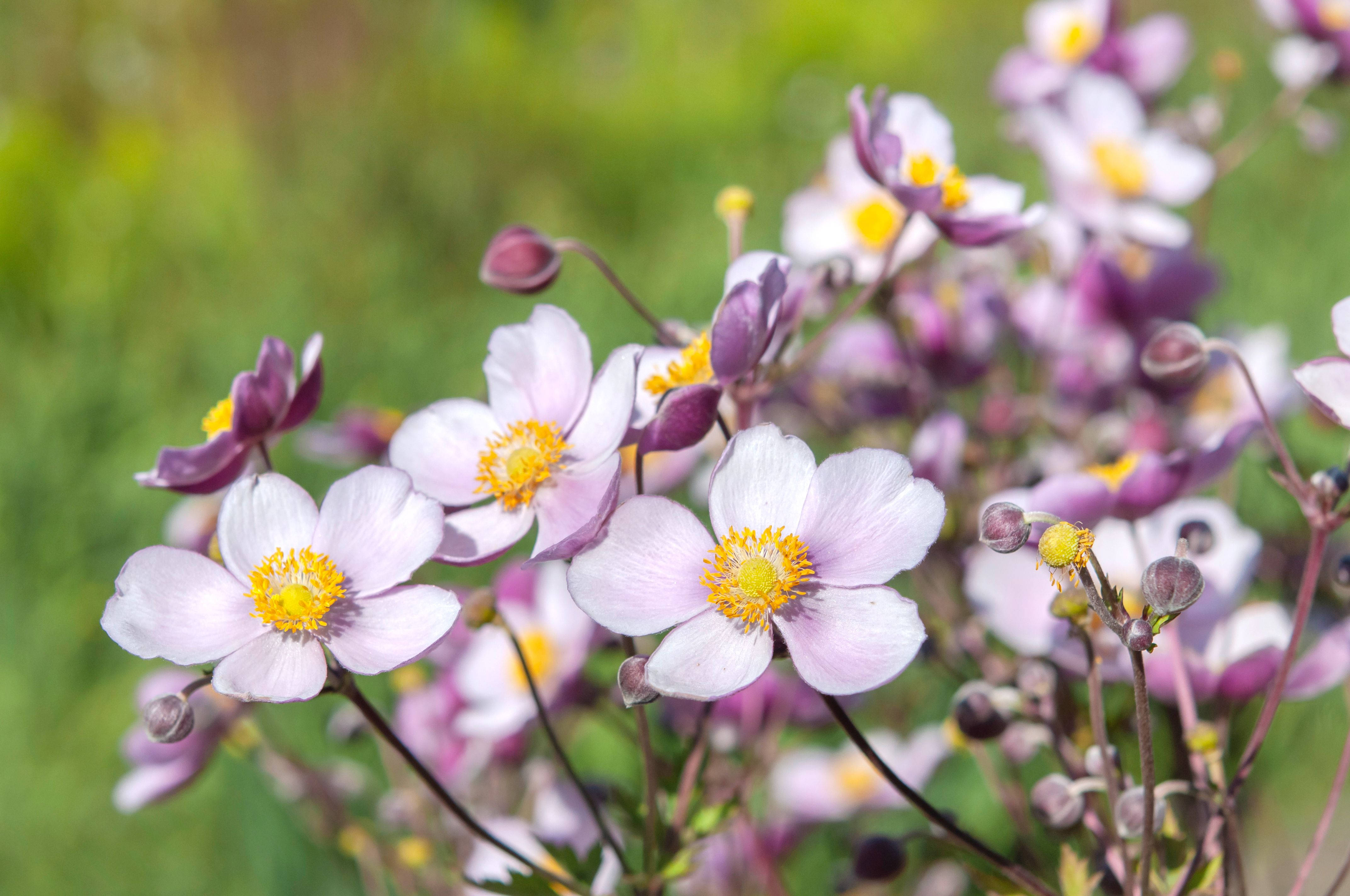 wild lavender anemone flowers, light purple, bright yellow centers, 4K Desktop Wallpaper