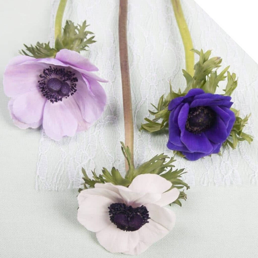 anemone flower, lavender purple, white, SD Desktop Wallpaper