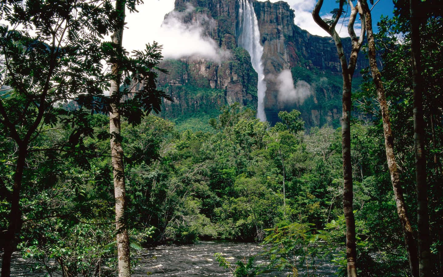 Angel Falls, forest grounds, lush green jungle trees, HD Desktop Wallpaper