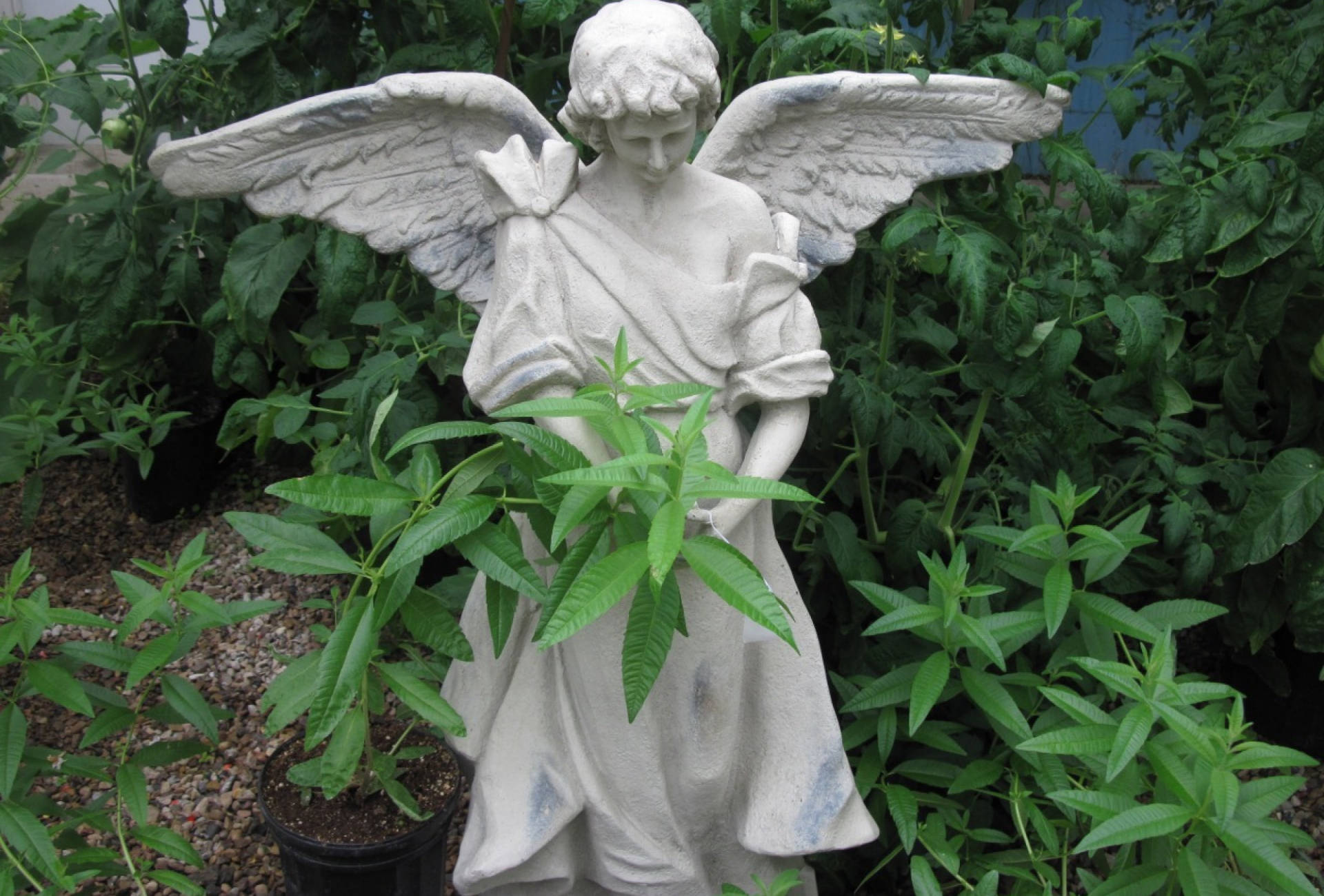 angel statue, leaves, stone, Full HD Desktop Wallpaper