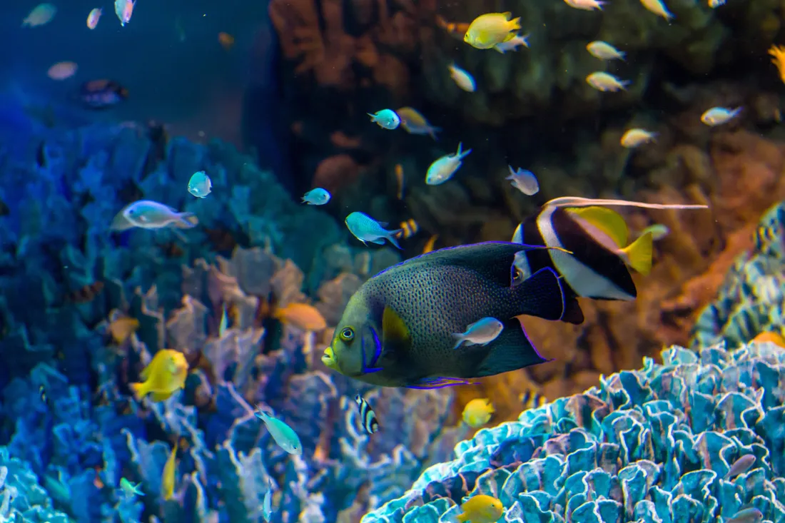 Angelfish