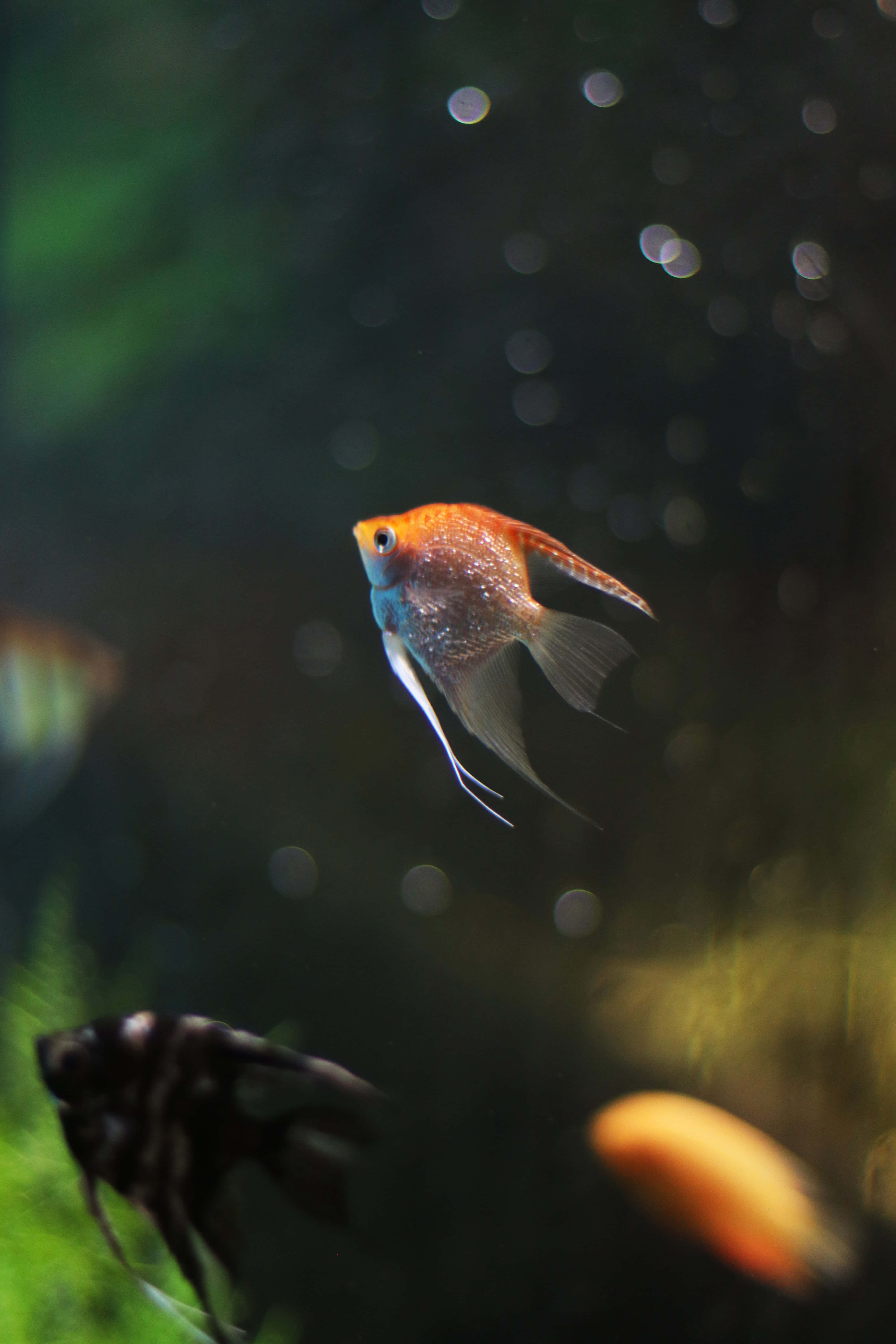 orange angelfish, aquarium, green plants, 5K Phone Wallpaper