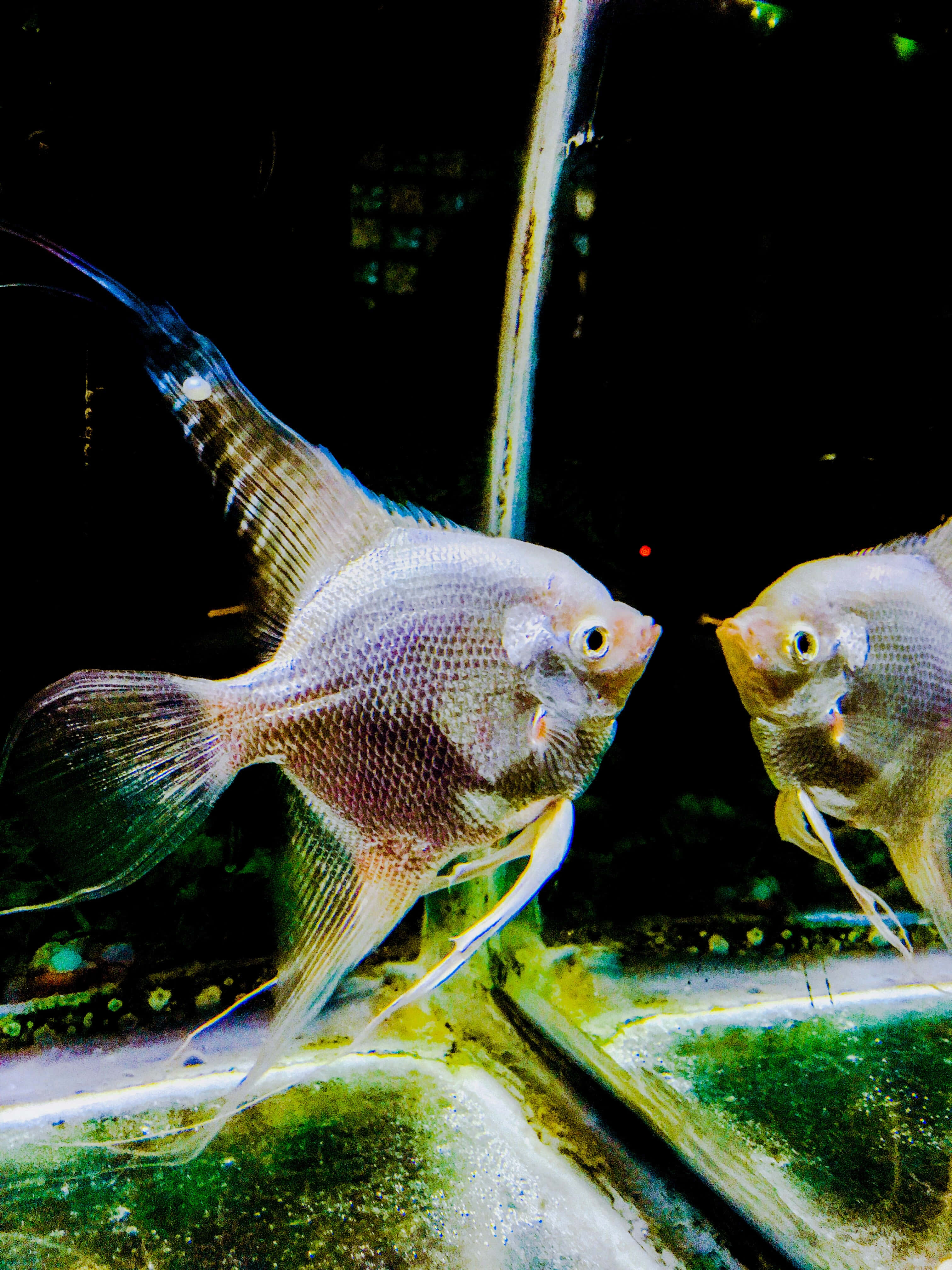 Silver Angelfish, aquarium, algae-covered glass, 4K Phone Wallpaper