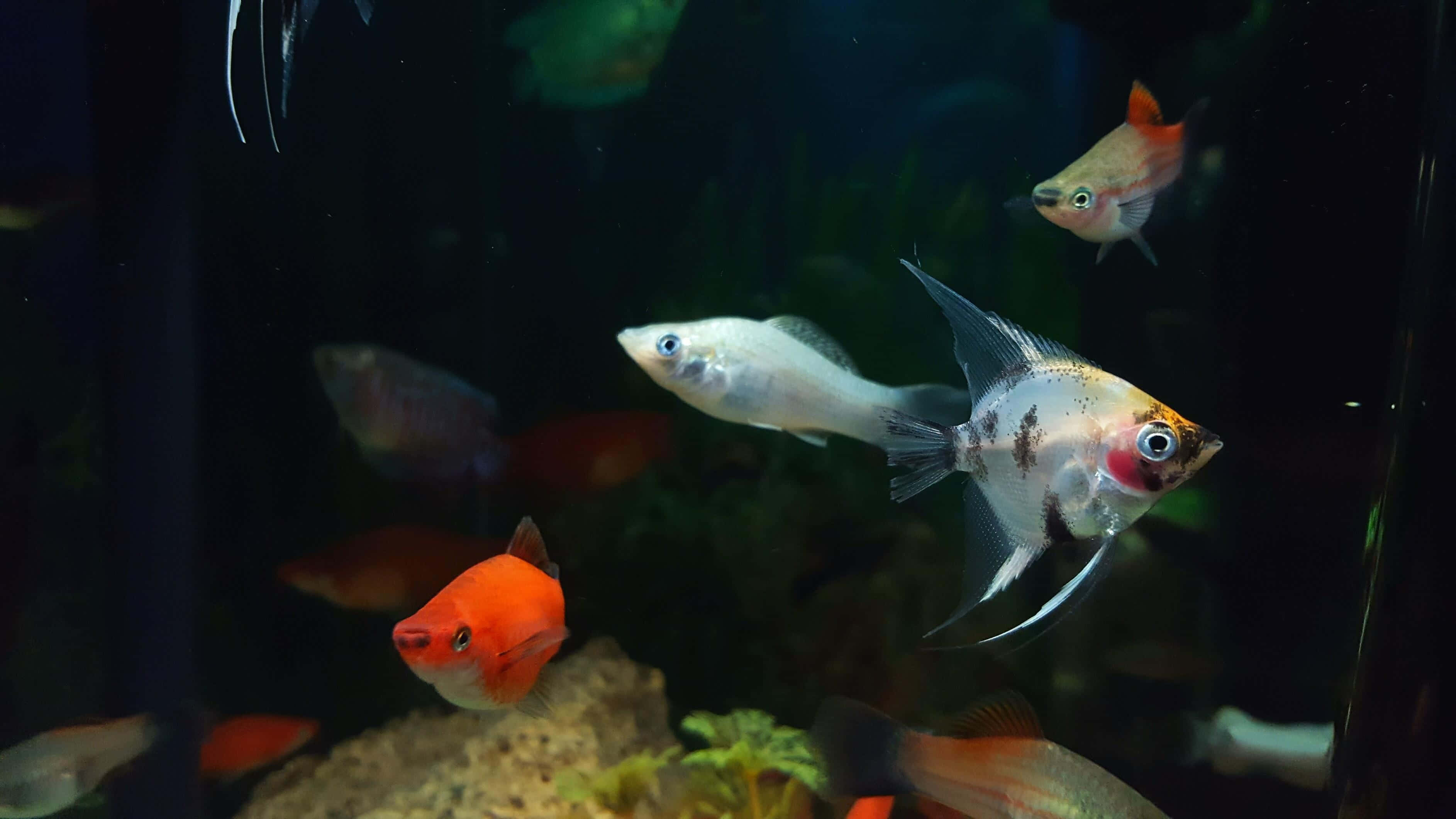 angelfish, aquarium, tropical fish, 2K Desktop Wallpaper