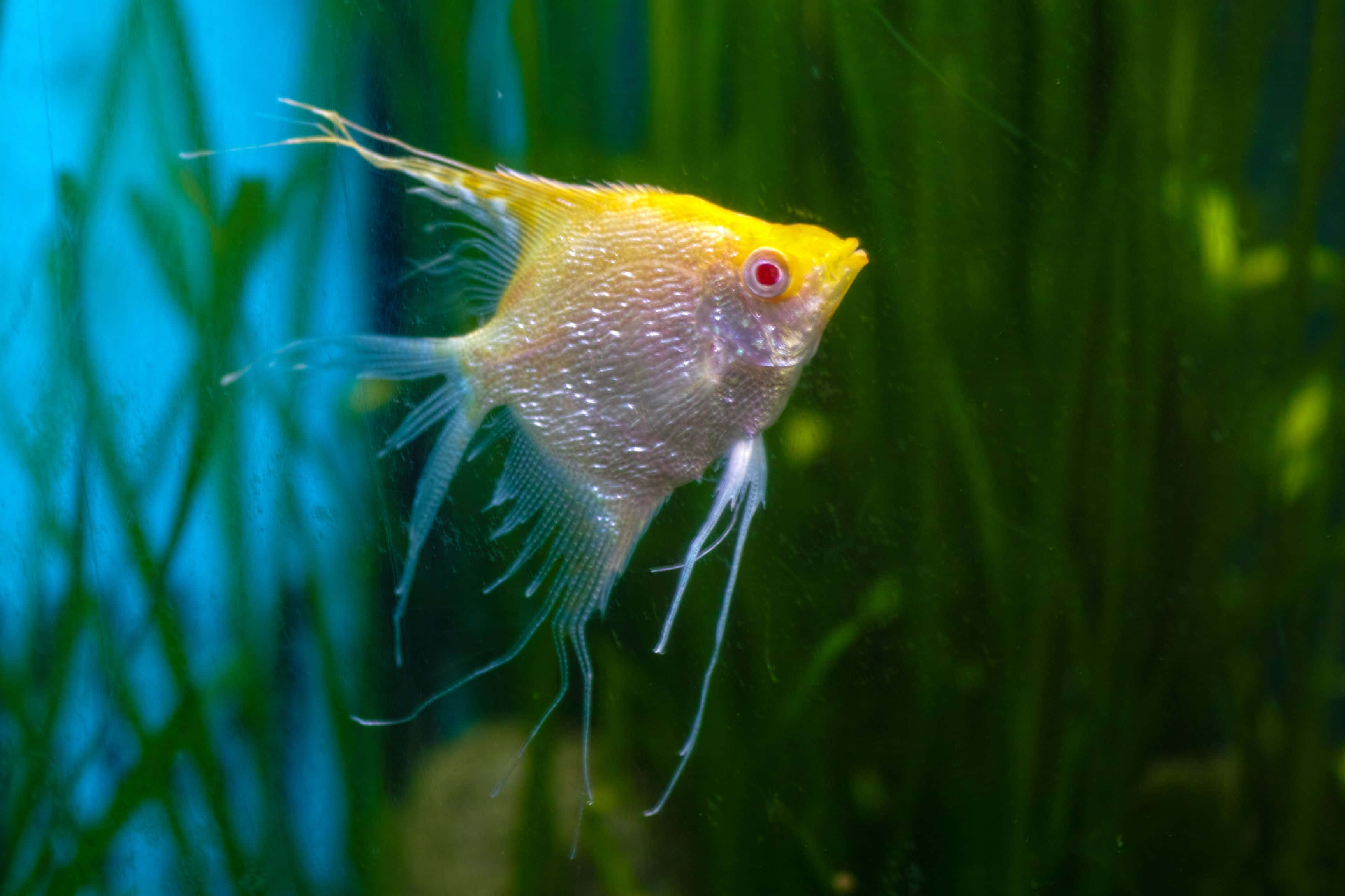 yellow angelfish, aquarium scene, lush green aquatic plants, 2K Desktop Wallpaper