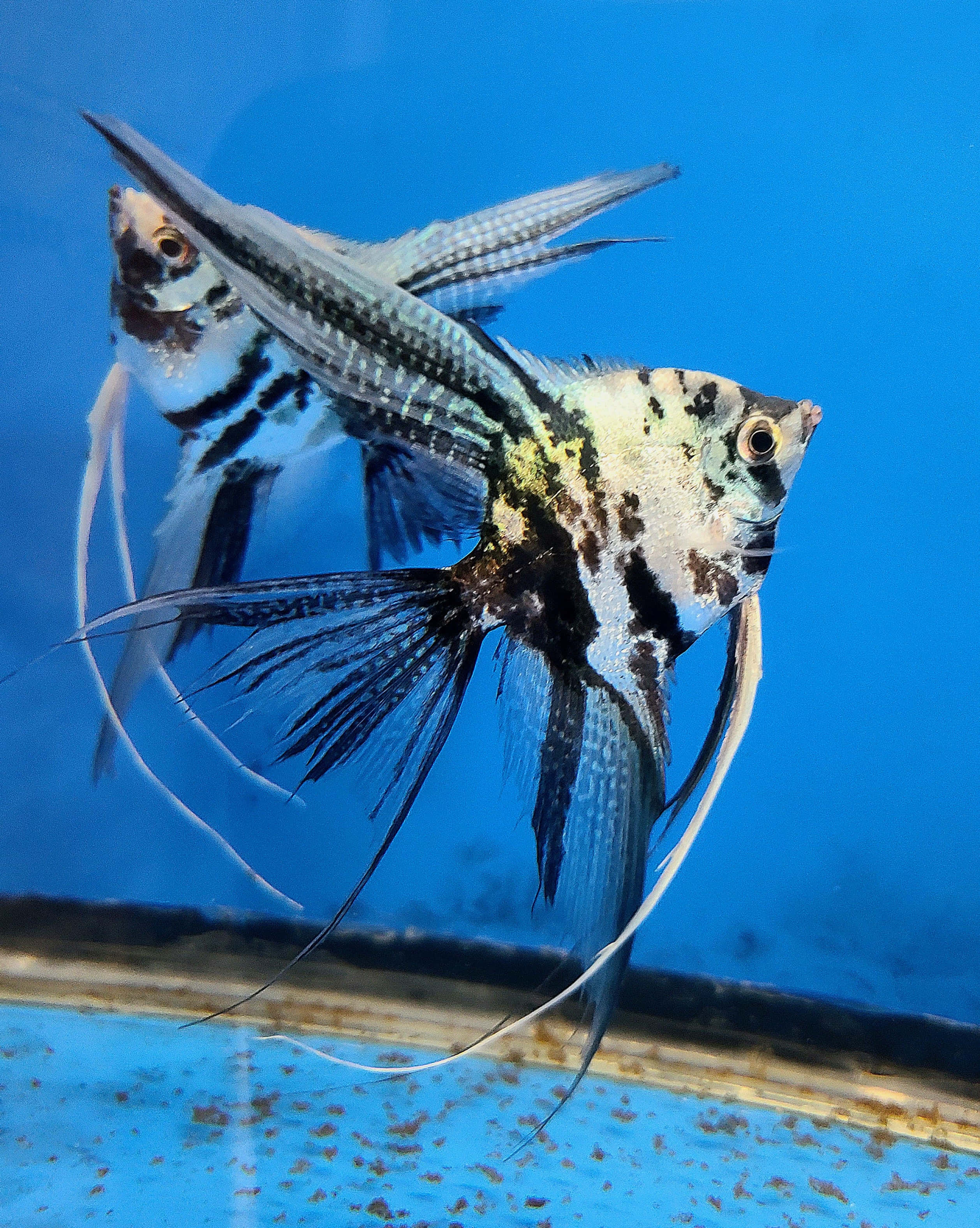 angelfish, black and white patterns, vivid blue aquarium tank, 2K Phone Wallpaper