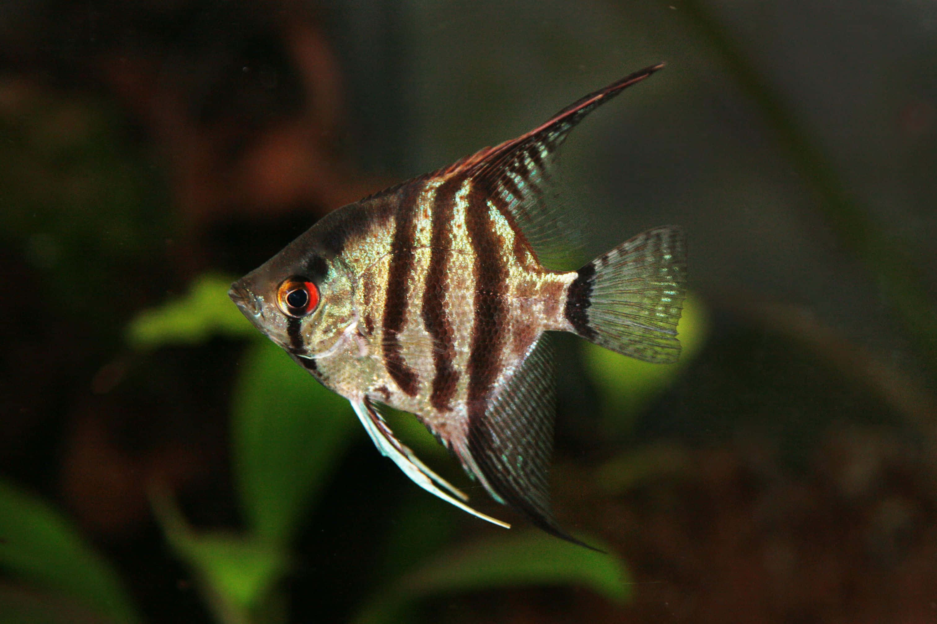angelfish, coral reef, bold vertical stripes, 2K Desktop Wallpaper