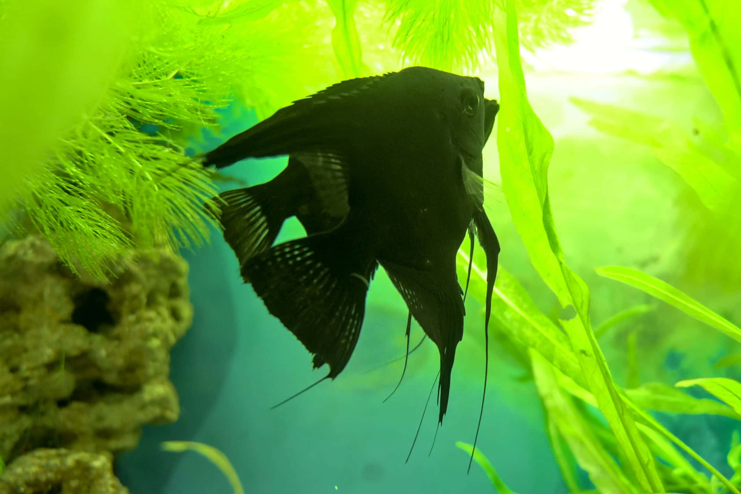 black angelfish, aquarium, vibrant green aquatic plants, Full HD Desktop Wallpaper