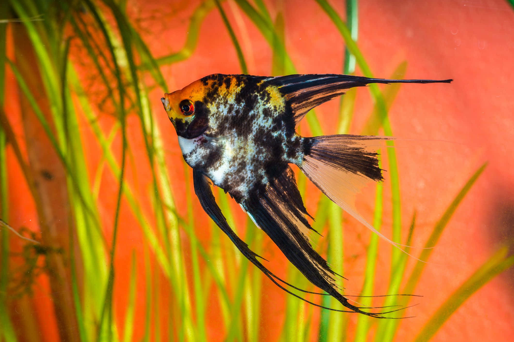 angelfish, black and orange, green aquatic plants, Full HD Desktop Wallpaper