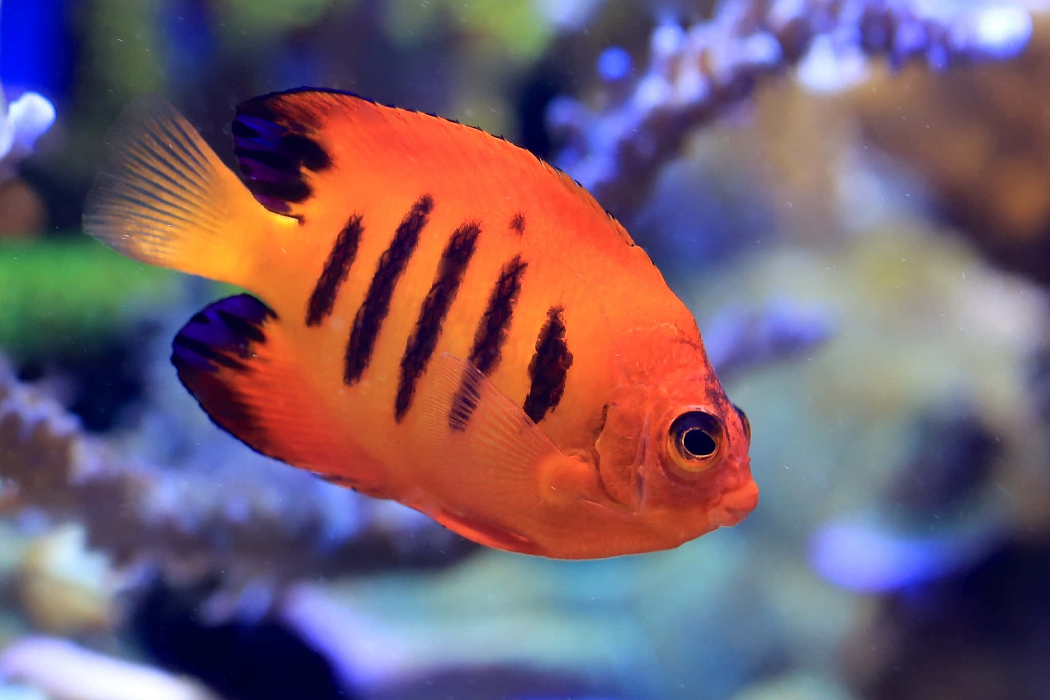 vibrant orange angelfish, bold black stripes, blurred coral reef, Full HD Desktop Wallpaper