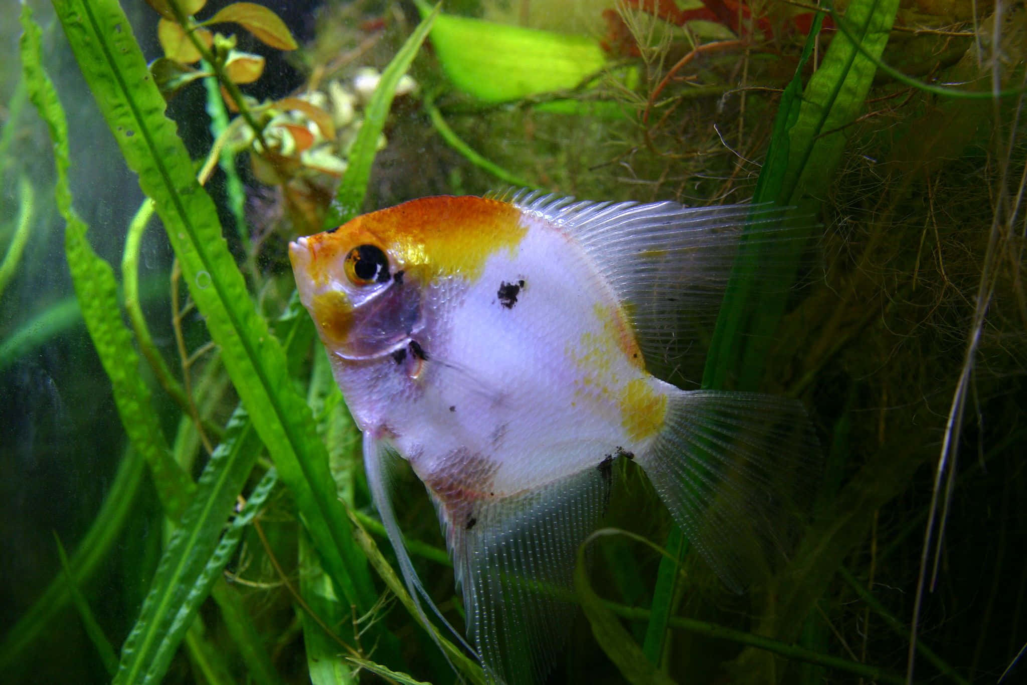 angelfish, white and orange, lush green aquatic plants, Full HD Desktop Wallpaper