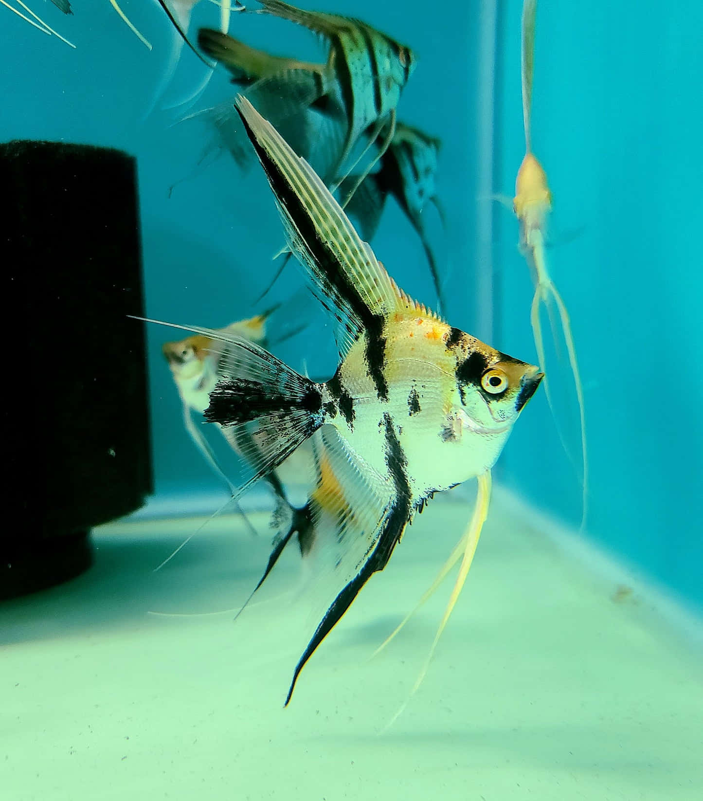angelfish, blue aquarium, black and white stripes, HD Phone Wallpaper