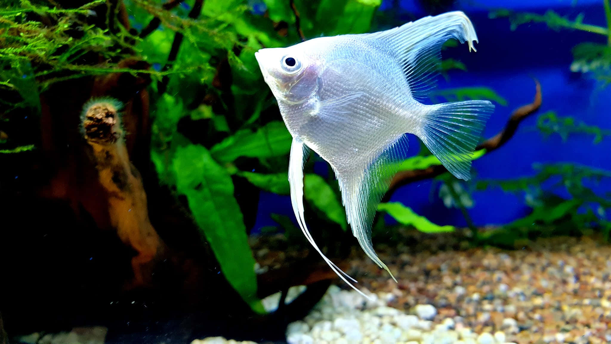 silver angelfish, aquarium, gravel bottom, Full HD Desktop Wallpaper