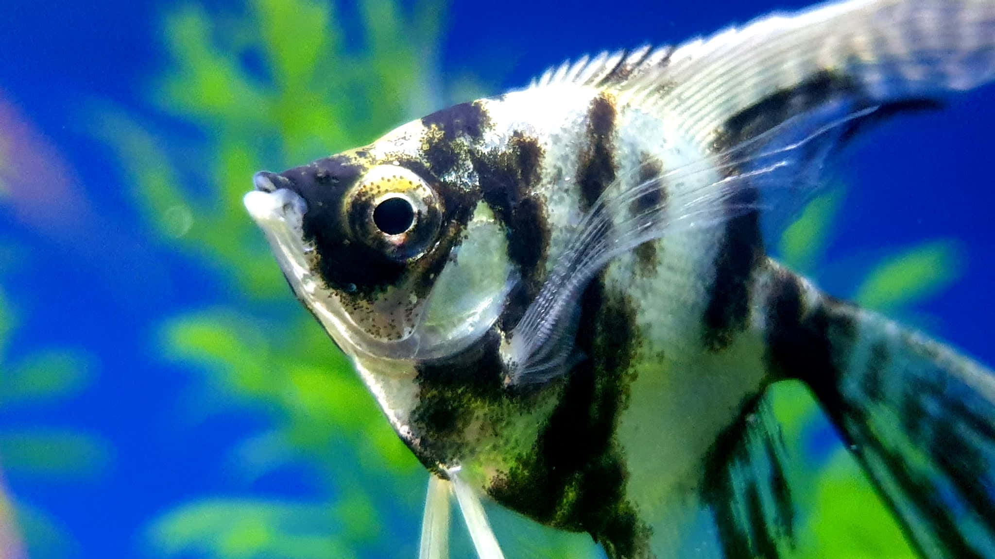 angelfish, black and white, vibrant blue aquarium, Full HD Desktop Wallpaper