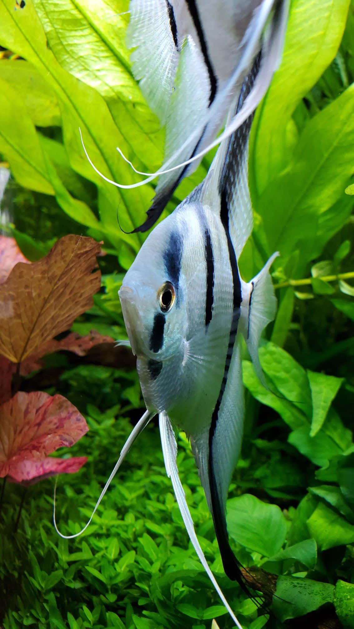 angelfish, aquatic garden, silver and black stripes, Full HD Phone Wallpaper