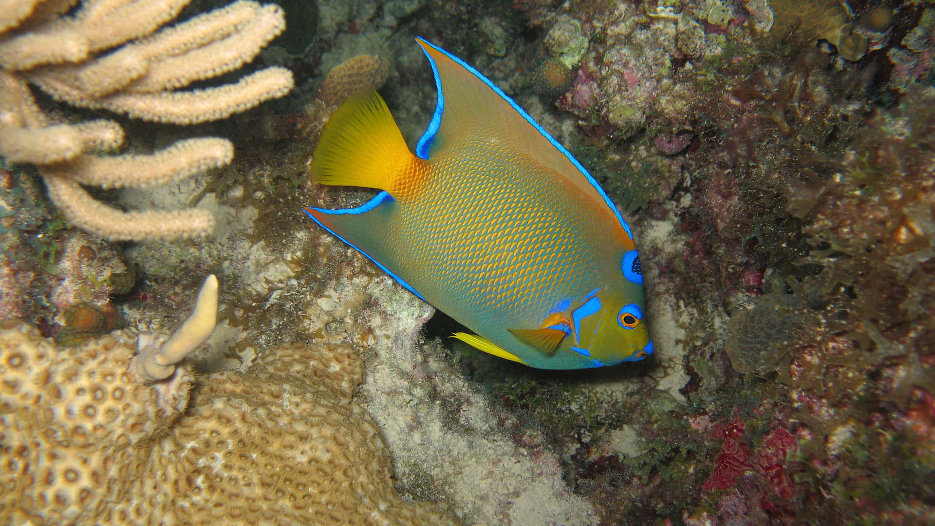 angelfish, blue and yellow, textured coral formations, Full HD Desktop Wallpaper