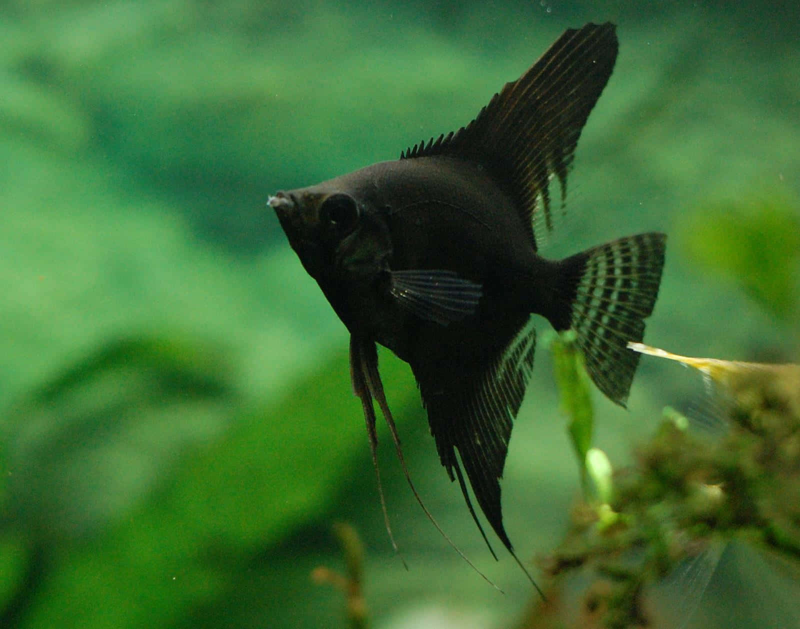 black angelfish, aquarium, green aquatic plants, HD Desktop Wallpaper
