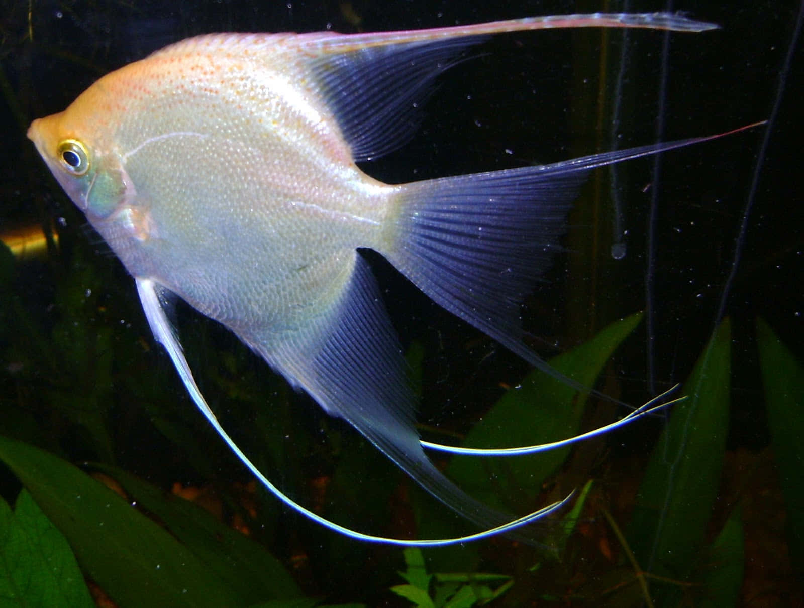 angelfish, silver, long flowing fins, HD Desktop Wallpaper