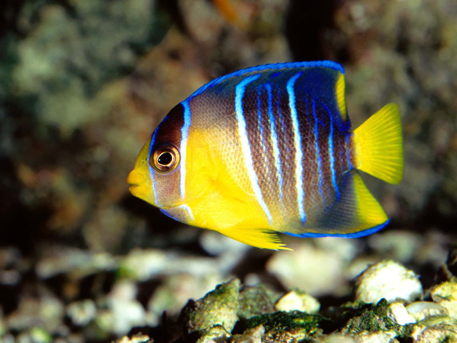 vibrant blue and yellow angelfish, rocky coral reef, clear underwater waters, HD Desktop Wallpaper