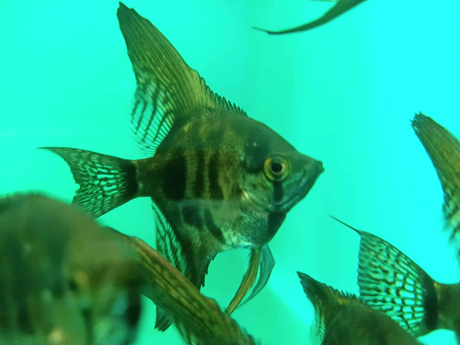 angelfish, turquoise water, aquarium, HD Desktop Wallpaper