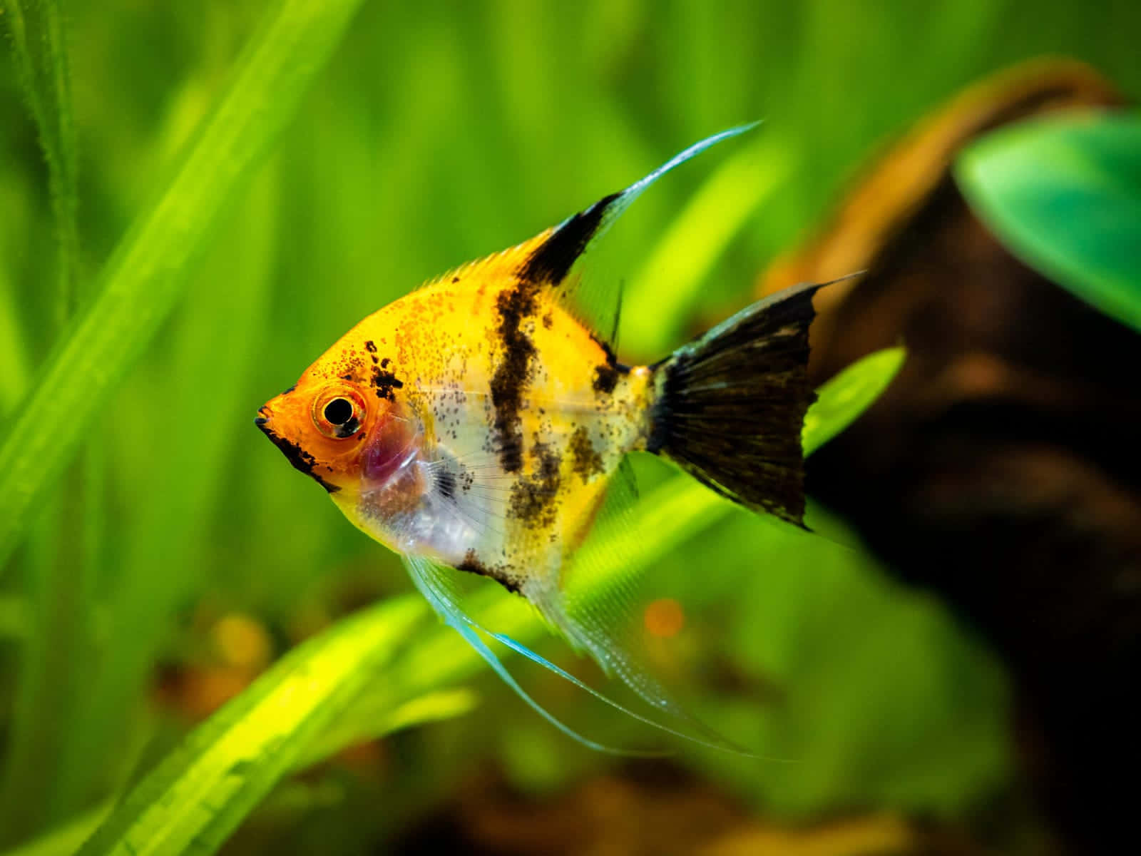 vibrant yellow and black angelfish, lush green aquatic plants, clear aquarium, HD Desktop Wallpaper