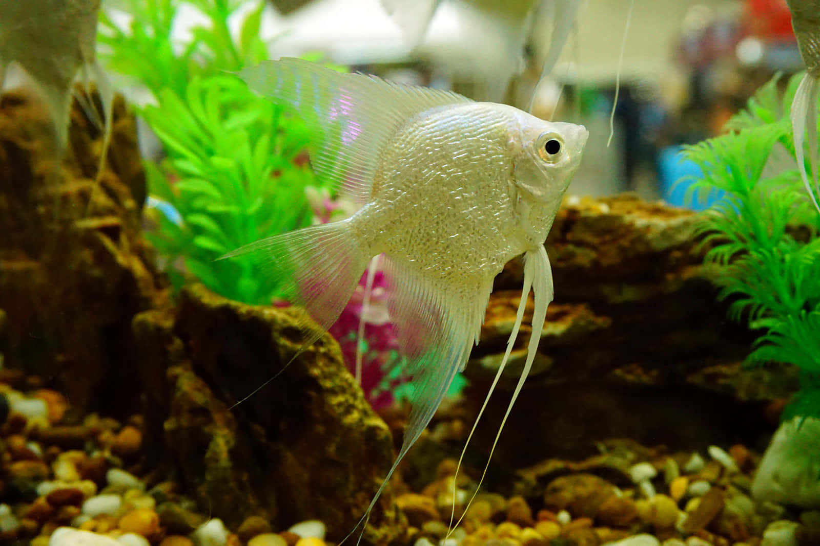 silver angelfish, vibrant coral reef, lush green plants, HD Desktop Wallpaper
