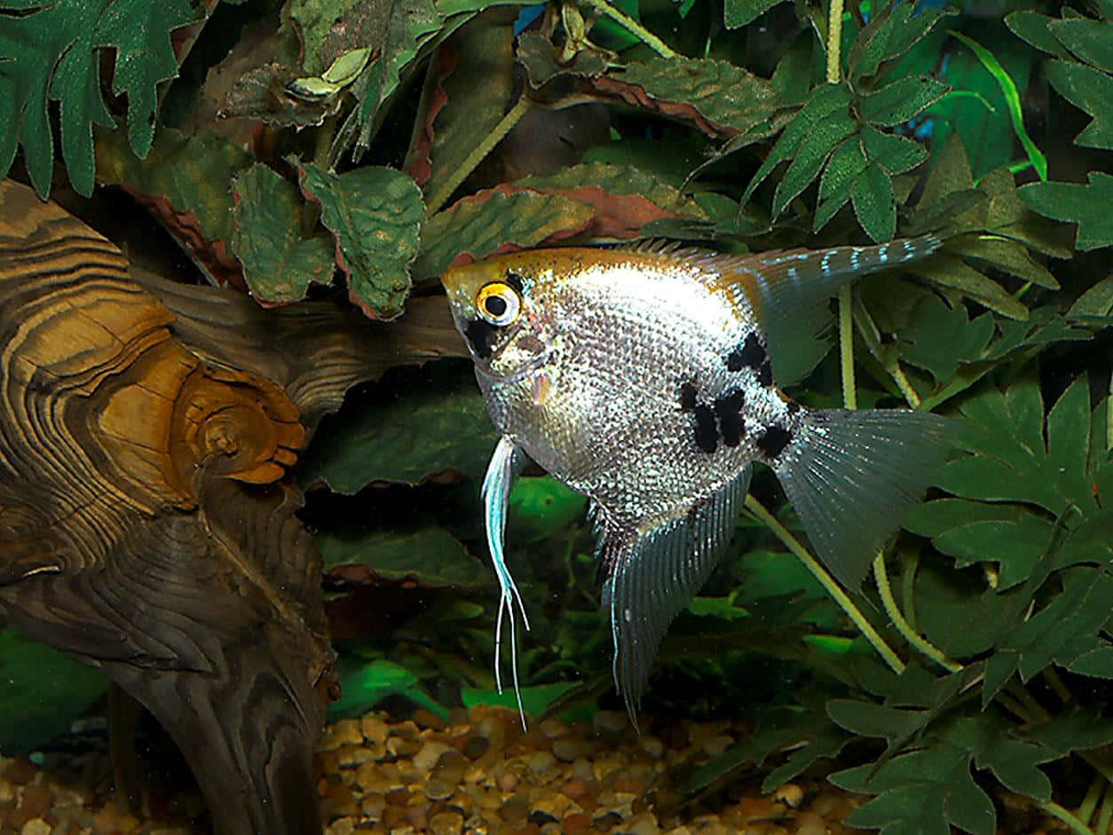 tropical angelfish, silver angelfish, black markings, SD Desktop Wallpaper