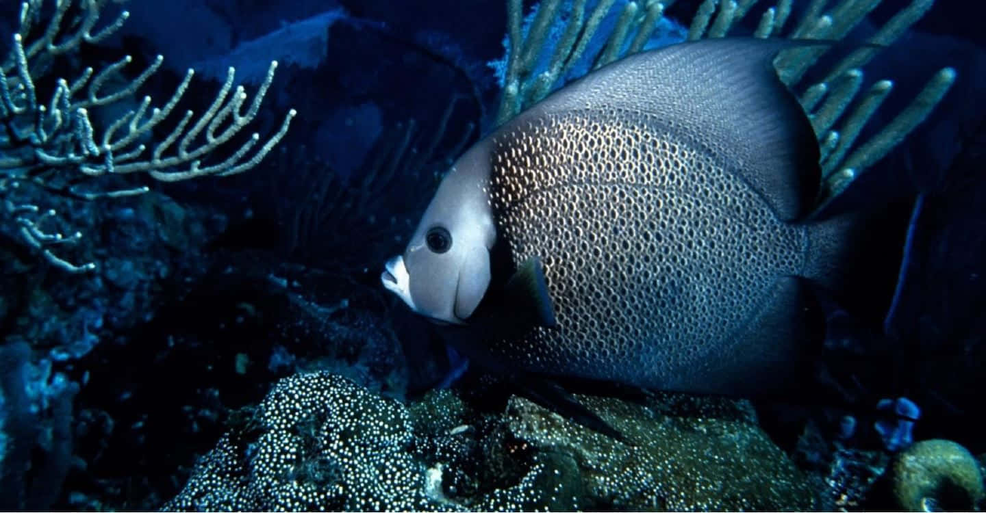 angelfish, coral reef, glowing coral, HD Desktop Wallpaper