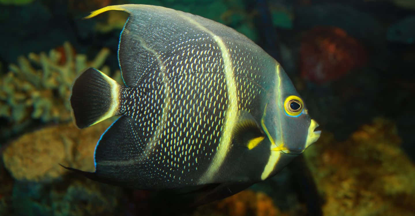 tropical angelfish, black and yellow angelfish, colorful coral reef formations, HD Desktop Wallpaper