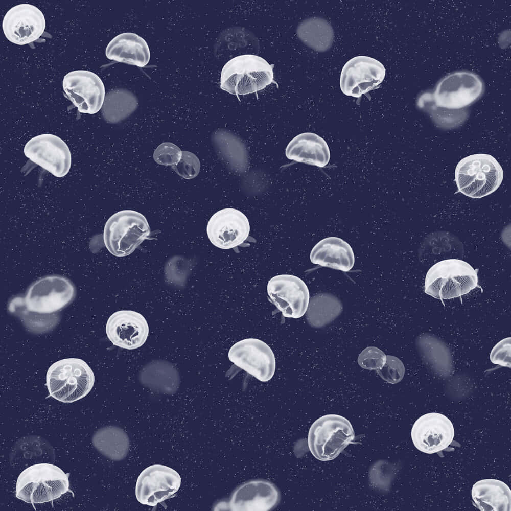 moon jellyfish, deep blue sea, translucent, SD Desktop Wallpaper
