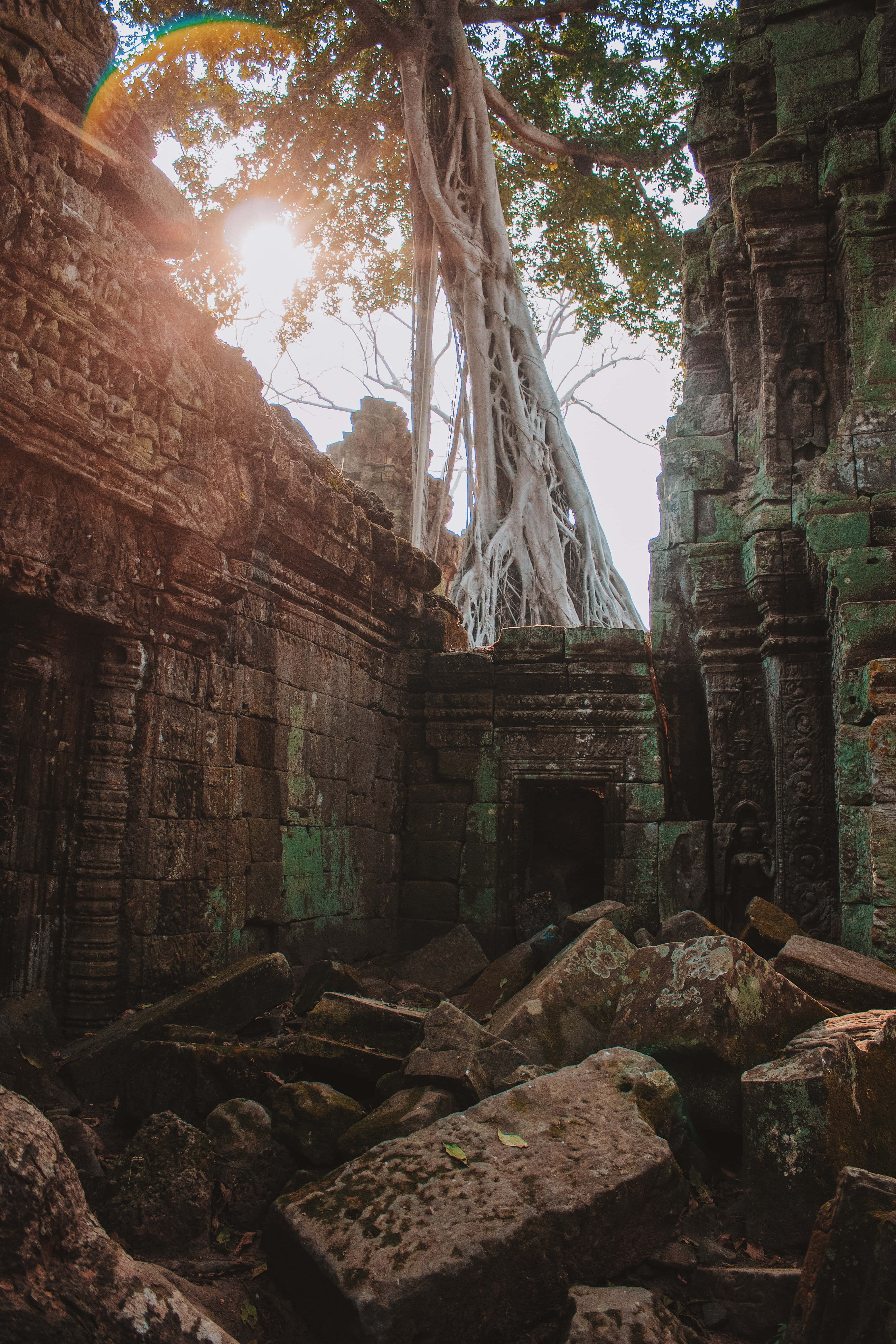 Angkor Thom, ancient stone ruins, massive tree roots, 5K Phone Wallpaper