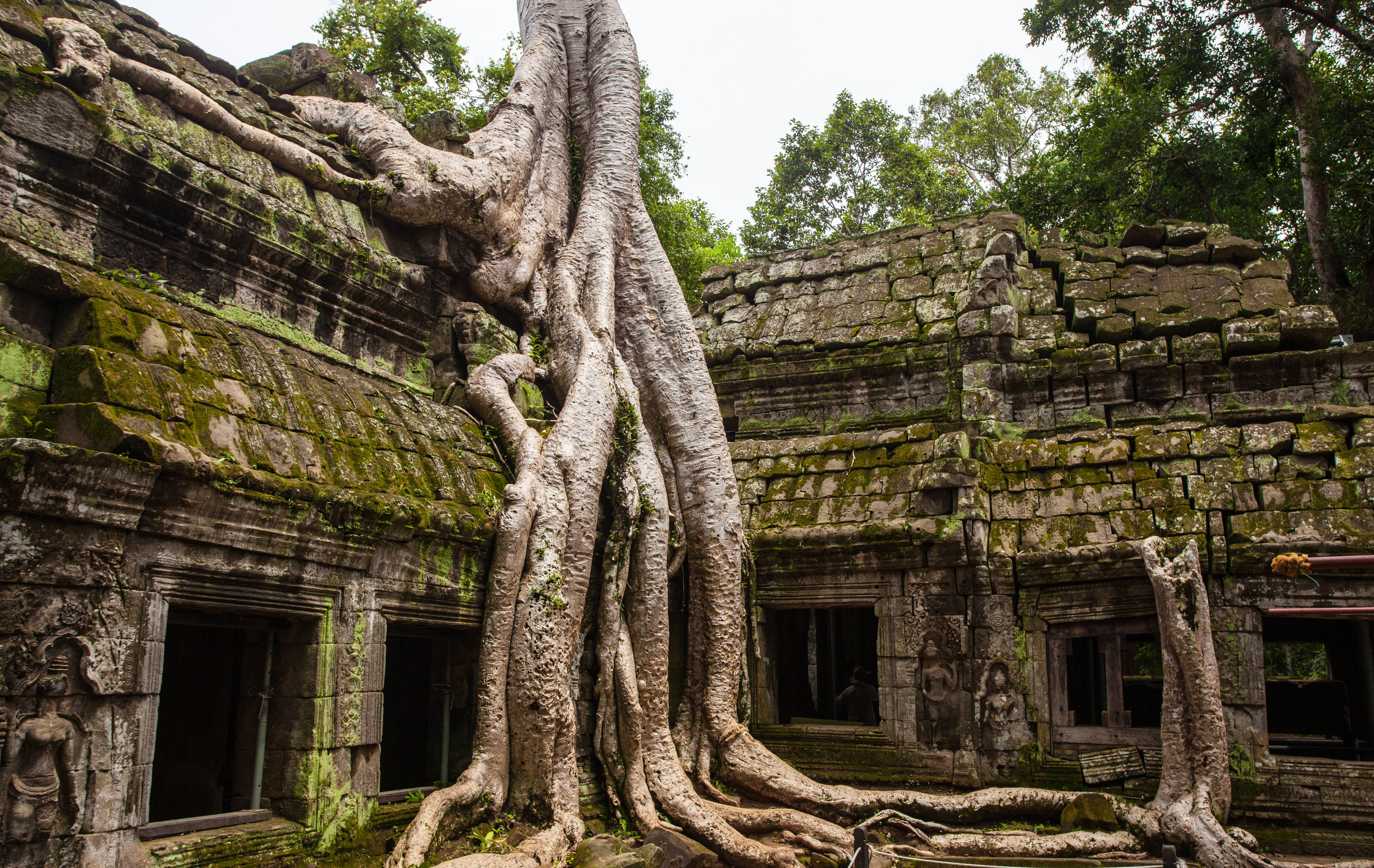 Angkor Wat, ruins, tree, 5K Desktop Wallpaper