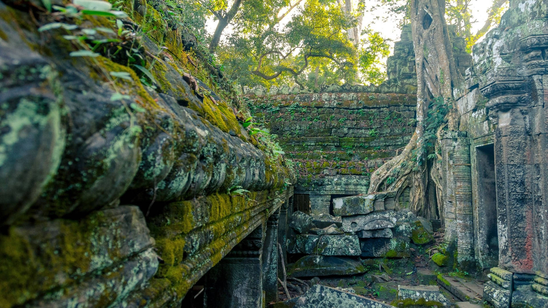 Angkor Wat, moss, tree roots, Full HD Desktop Wallpaper