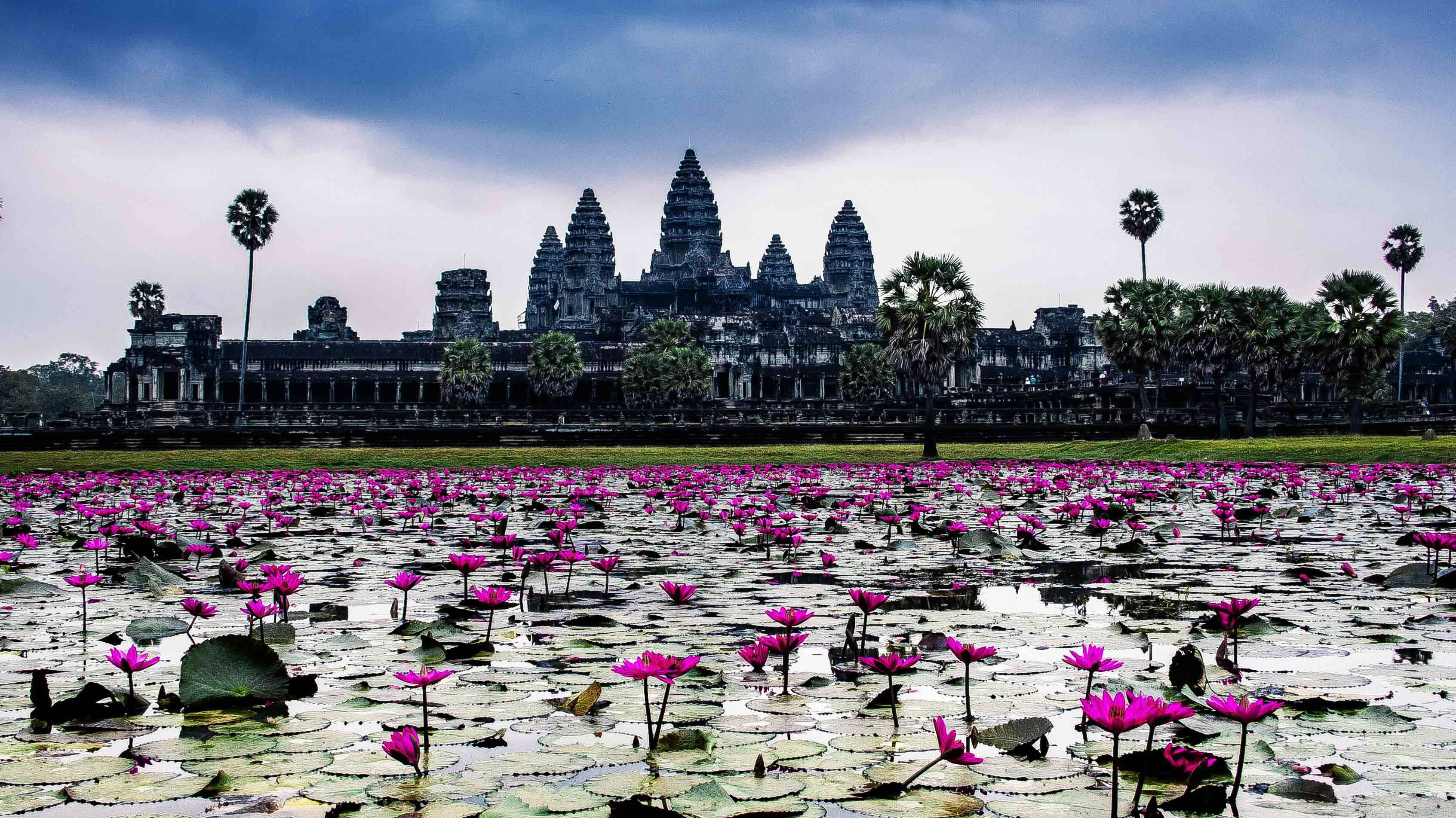 Angkor Wat, pink water lilies, moody sky, 2K Desktop Wallpaper