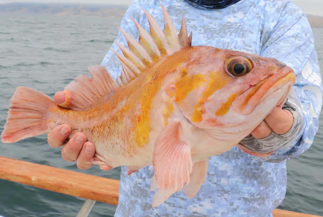 Anglerfish