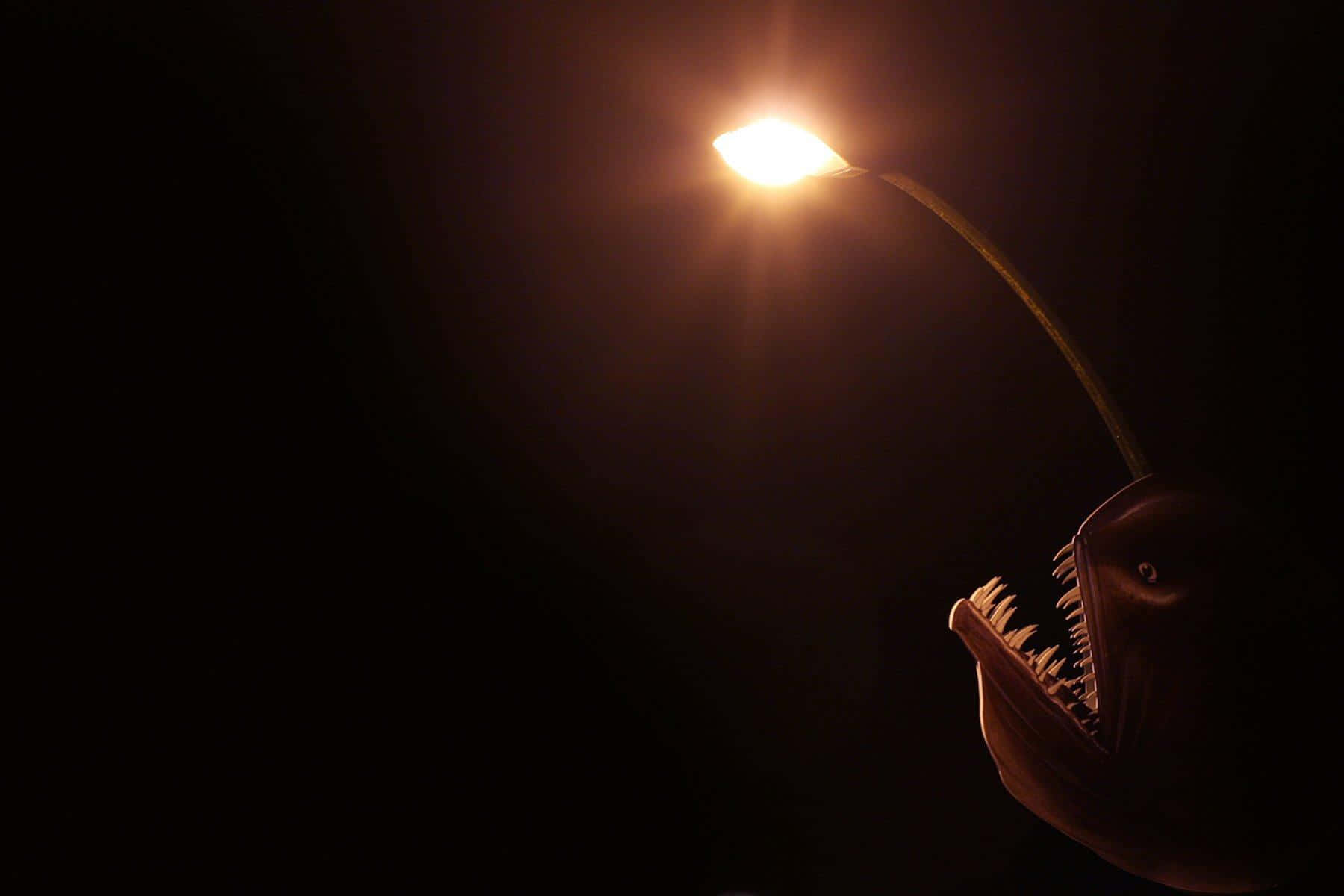 Anglerfish, glowing eyes, bright streetlamp, HD Desktop Wallpaper