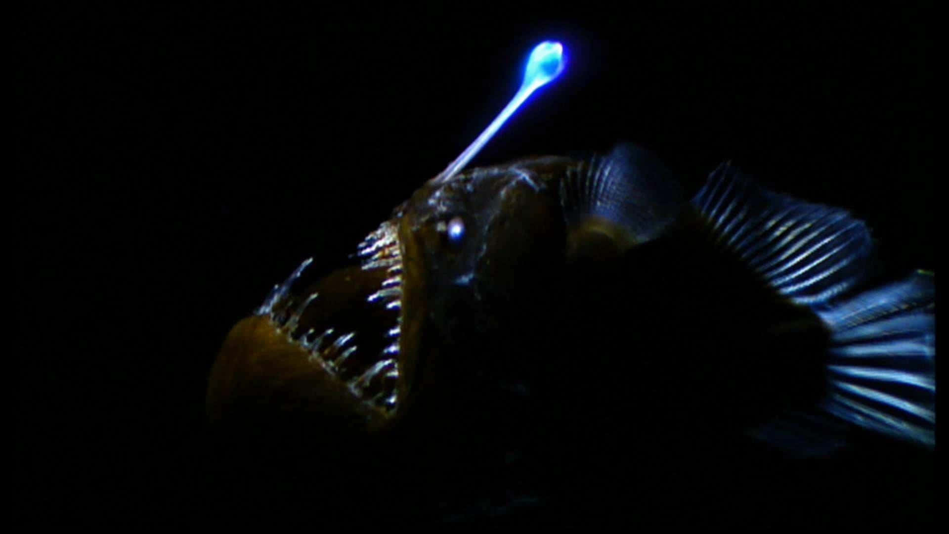 deep sea anglerfish, glowing lure, bright blue lure, Full HD Desktop Wallpaper