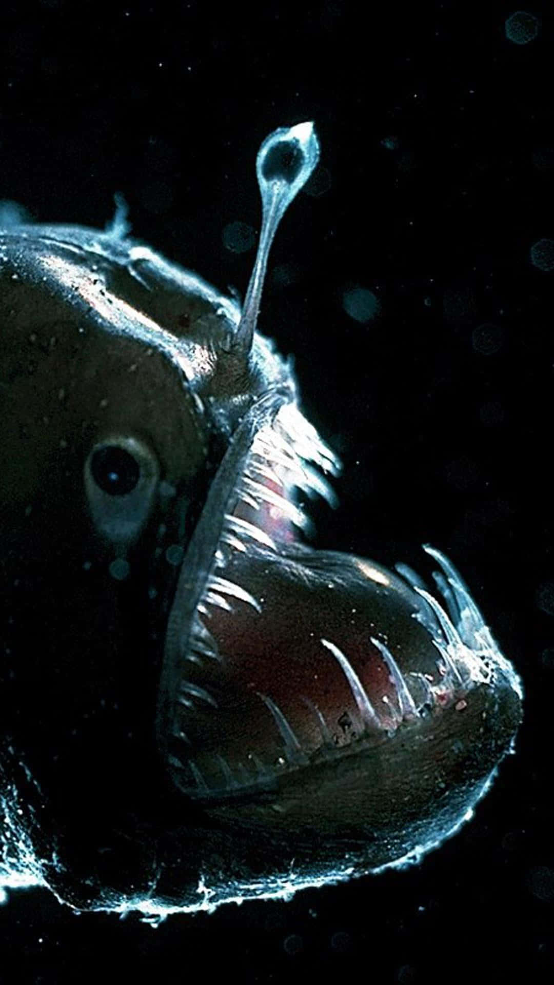 anglerfish, bioluminescence, dark ocean backdrop, Full HD Phone Wallpaper
